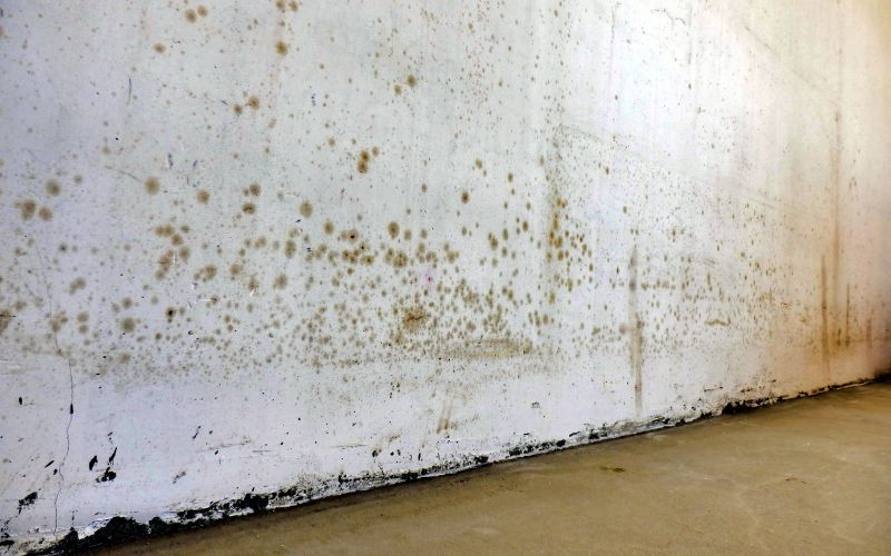 Preventing Mold and Mildew