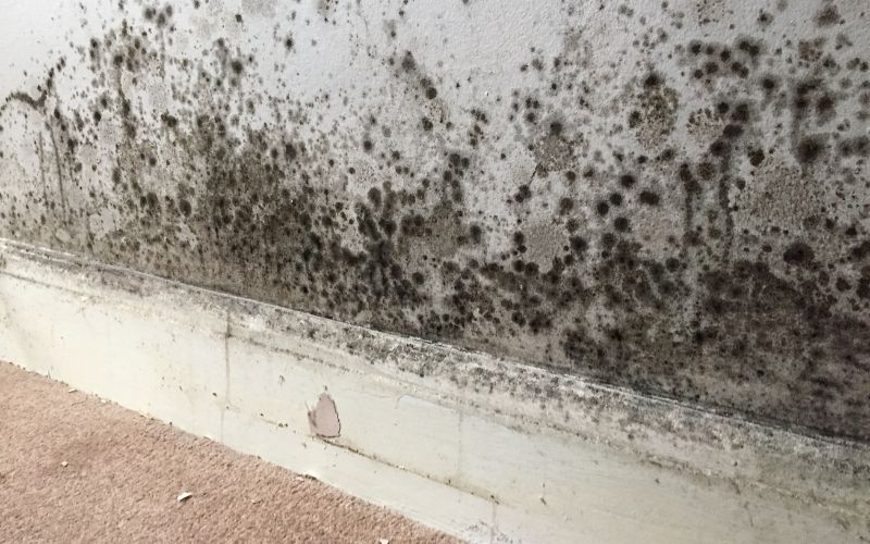Price Ranges for Mold Removal